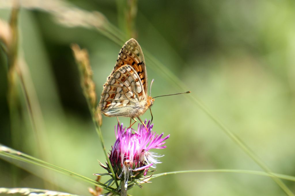 Argynnis (Fabriciana) niobe